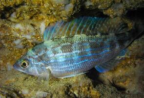 Pickarel Spicara flexuosa, fish resting at night at the bottom in an underwater cave, Black Sea, Crimea photo