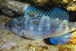 Pickarel Spicara flexuosa, .fish resting at night at the bottom in an underwater cave, Black Sea, Crimea photo