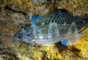 Pickarel Spicara flexuosa, .fish resting at night at the bottom in an underwater cave, Black Sea, Crimea photo