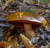Suillellus luridus, edible mushroom in the forest in Ivano-Frankivsk region, Ukraine photo