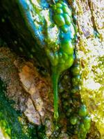 Bubbling freshwater green filamentous algae in rainwater running down rocks on Snake Island photo