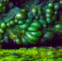 Bubbling freshwater green filamentous algae in rainwater running down rocks on Snake Island photo