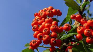 Pyracantha or firethorn, red fruits of an evergreen against a blue sky photo
