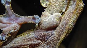 Henkel's leaf-tailed gecko Uroplatus henkeli photo