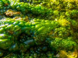 Bubbling freshwater green filamentous algae in rainwater running down rocks on Snake Island photo