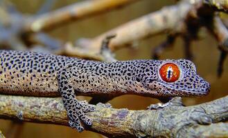 Golden-tailed gecko Strophurus taenicauda photo
