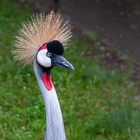Close-up, The black crowned crane Balearica pavonina, large bird on a background of green grass photo
