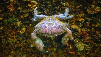 Jaguar round crab Xantho poressa. Fauna of the Black Sea photo
