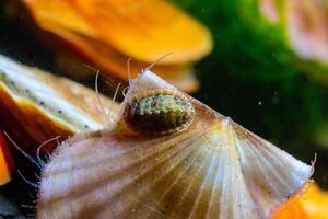 Ancient armored mollusk -Chiton polii- on the shell of a clam Smooth Scallop Flexopecten glaber ponticus, Black Sea photo