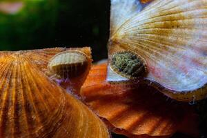 Ancient armored mollusk -Chiton polii- on the shell of a clam Smooth Scallop Flexopecten glaber ponticus, Black Sea photo
