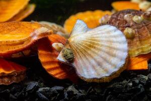 Ancient armored mollusk -Chiton polii- on the shell of a clam Smooth Scallop Flexopecten glaber ponticus, Black Sea photo