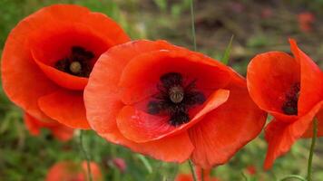 A large number of wild red poppies in the summer season under the yarim sun and blue sky bloomed in the field video