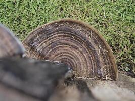 Mushrooms that grow on decaying logs photo