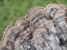Mushrooms that grow on decaying logs photo