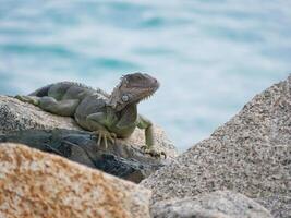 Huge iguana lizard on the beach in Aruba photo