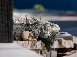 Huge iguana lizard on the beach in Aruba photo