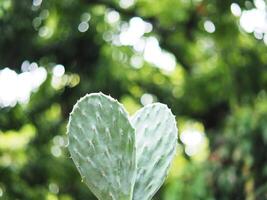 cactus Opantia plants in home pot photo