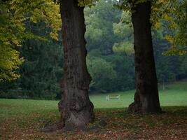 Lonely bench on the lawn behind the trees. Park Turkenschanzpark in Vienna in autumn photo