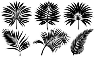 Set of 6 nice palm tree leaf silhouette on white background vector