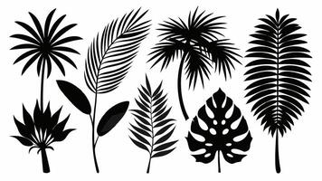 Set of 6 Beautiful palm tree leaf silhouette on white background vector