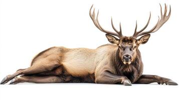 A large male elk resting on a white background. photo