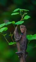 Chameleons or calotes are on the branches and are hunting small butterflies. photo