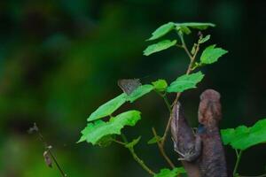 Chameleons or calotes are on the branches and are hunting small butterflies. photo