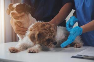 At a modern veterinary clinic a Panshipuppy sits on an examination table. Meanwhile, a female veterinarian assesses the health of a healthy dog photo