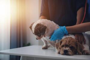 At a modern veterinary clinic a Panshipuppy sits on an examination table. Meanwhile, a female veterinarian assesses the health of a healthy dog photo