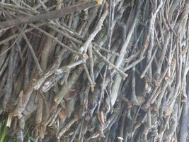 dry tree branches photo