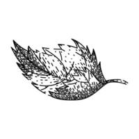 herbal nettle sketch hand drawn vector