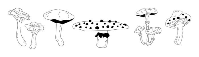 Set of different forest mushrooms drawn in doodle style. Seasonal autumn mushrooms chanterelle, pognanka, fly agaric in line art style. illustration vector
