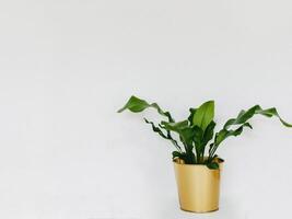 Asplenium antiguum houseplant in golden plant pot on white background photo