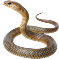 Highly Detailed Eastern Brown Snake Clipart Illustration. . png