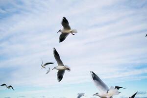 the seagulls and pigeons on the seashore in winter photo