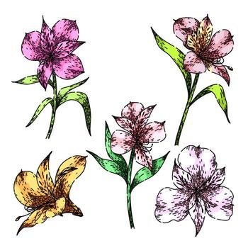 astroemeria set sketch hand drawn vector