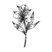 bloom astroemeria sketch hand drawn vector