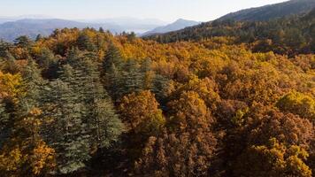 Wonderful fall scenery. Drone view of the autumn forest. Autumn view of oak forest and cedar trees. Aerial shot. Quercus vulcanica. photo