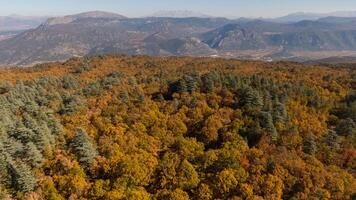 Wonderful fall scenery. Drone view of the autumn forest. Autumn view of oak forest and cedar trees. Aerial shot. Quercus vulcanica. photo