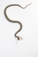 A European Cat Snake or Soosan Snake, Telescopus fallax, white background, selective focus, close-up. Top view. photo