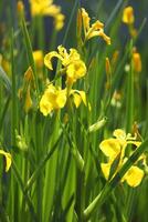 Bright yellow iris blooming on the pond with green background photo