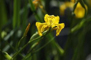 Bright yellow iris blooming on the pond with green background photo