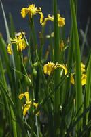 Bright yellow iris blooming on the pond with green background photo