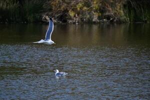 Yellow-legged Gull, Larus michahellis photo
