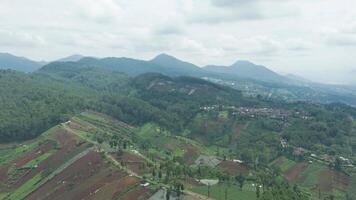 Aerial view of border between plantation field agricultural area and pine tree jungle tropical rainforest along mountain ridge near Lembang Fault, Indonesia. Deforestation and earthquake prone area video