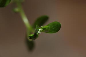 Tiny blossom of a water chickweed Montia fontana photo