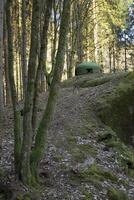French bunker ruin near Langensoultzbach, Vosges, France. It was built before WWII as part of the Maginot Line photo