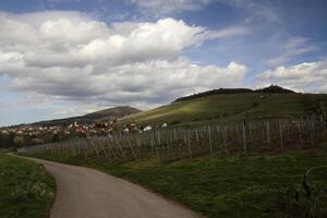 View over vineyards and the town of Neuweier, Baden-Wurttemberg, Germany. The castle ruin Yburg can be seen in the background photo