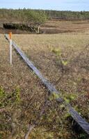 Wooden path through Swedish bog near Bakvattnet photo