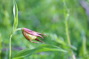 Cypripedium calceolus, a ladys slipper orchid photo